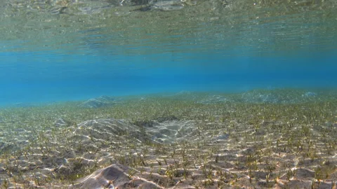Reflections of sunlight on a grassy seabed, underwater landscape Stock Footage 302499424