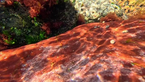 Reflections of sunlight on a rock covered with red algae, with Theodoxus mo.. Stock Footage 328976404