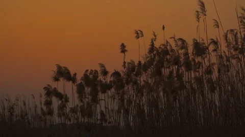 Reflections of Sunset on Calm Lake Surfaces with Ducks Stock Footage 304314305