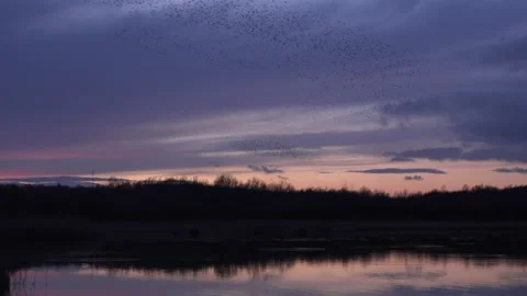Reflections in sunset of flock of birds flying in the evening light UK 4K Stock Footage 147860809