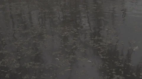 Reflections on swamp water Stock Footage 169191058