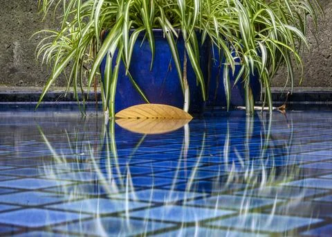 Reflections in a tranquil blue pool with greenery and a fallen leaf capture.. Stock Photos