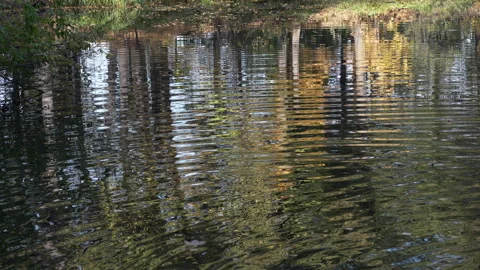 Reflections in a Tranquil Water Landscape Scene Video stock 318607251