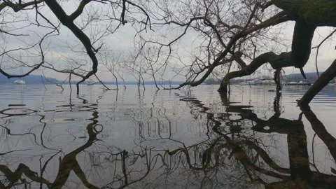 Reflections of tree branches in lake water surface, low angle Stockbeeldmateriaal 279429087