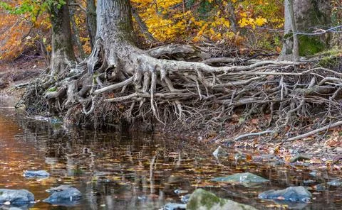 Reflections of Tree Roots and Fall Foliage in a water. Heritage Park parkin.. Stock Photos