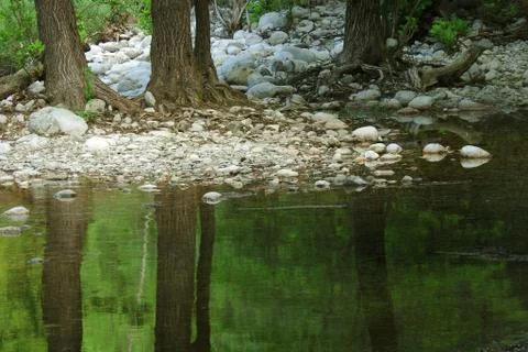 Reflections of tree trunks in a beautiful pond Stock Photos