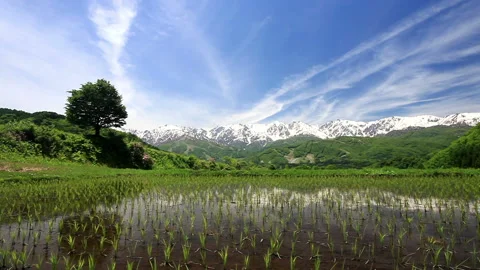 Reflections of Trees and Flowing Clouds on the Rice Field's Surface 動画素材 330194918