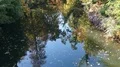 Reflections of trees and foliage on river surface in sunny autumn season 4k or 4k+ Resolution