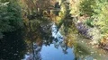 Reflections of trees and foliage on river surface in sunny autumn season 4k or 4k+ Resolution