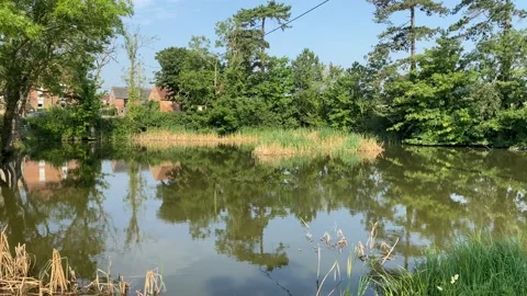 Reflections of trees and green plants  on shimmering water Video stock 137185326