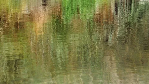 Reflections of trees and plants on the surface of a calm, gentle river in summer Stock Footage 113605946