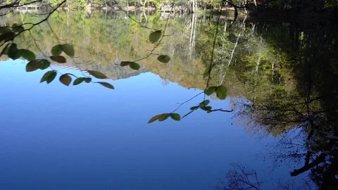 Reflections of trees and sky on tranquil lake Stockbeeldmateriaal 98502542