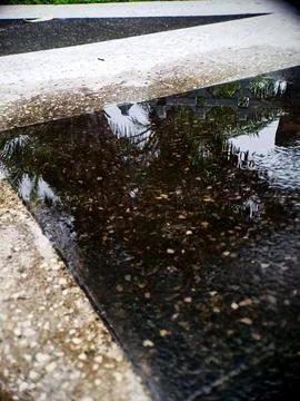 Reflections of trees are shimmering on the surface of the rain puddle after.. Stock Photos