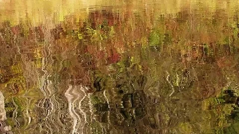 Reflections of trees in autumn Stock Footage 82701507
