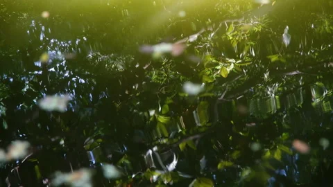 Reflections of trees on calm waters, tranquil Stock Footage 253822003