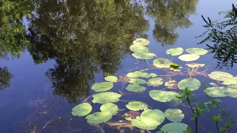 Reflections of trees, foliage and water lilies are swaying on the watery surface Stock Footage
