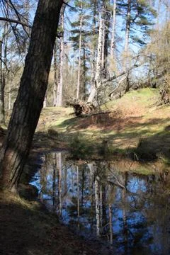 Reflections of trees in a forest lake Foto stock