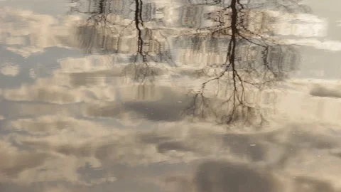 Reflections of trees on lake in afternoon light 스톡 동영상 98137517