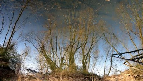 Reflections of trees Stock Photos