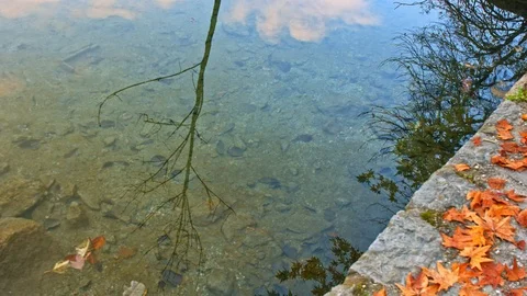 Reflections of the trees ripple in serene clear water, Orange leaves on shore Stock Footage 119679704