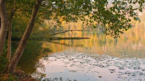 Reflections of the trees ripple in serene water Stock Footage 119679696