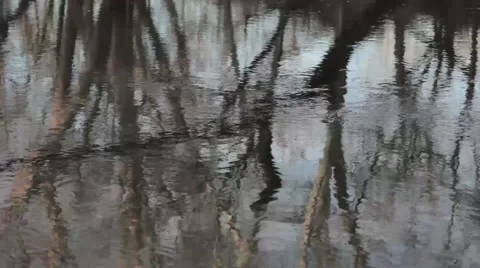 Reflections of trees in a river Stock Footage 44803335