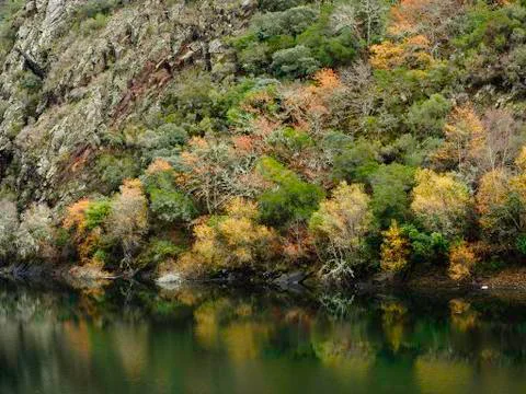Reflections of trees in the river Sil Stock Photos