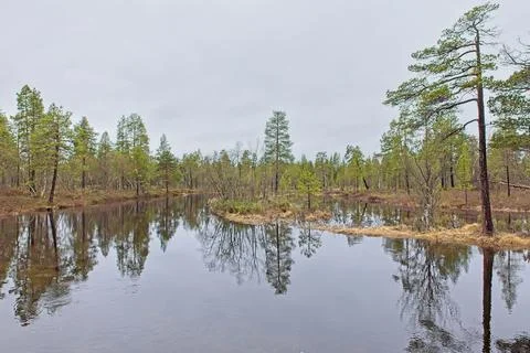 Reflections of trees on river surface. Stock Photos