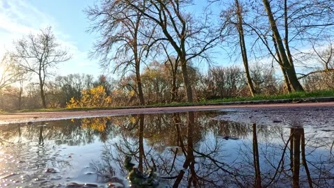Reflections of trees shimmering in large puddle Stock Footage 322777316