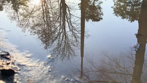 The reflections of trees on the smooth surface of a calm puddle  Video stock 331331996