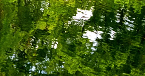 Reflections of trees on the surface of the pond Stock Footage 331484832