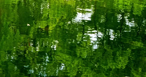 Reflections of trees on the surface of the pond Vídeo Stock 331484834