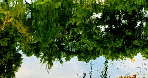 Reflections of trees on the surface of the pond Stock Footage 331484842