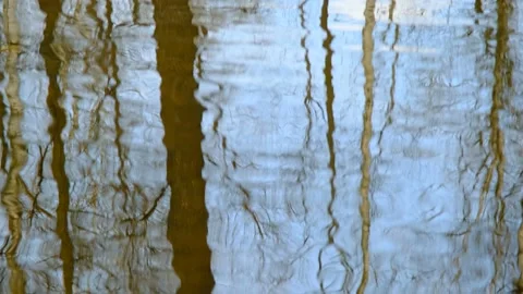 Reflections of trees trunks and branches with clear blue sky in the lake water Stock Footage 153714153