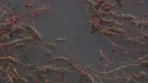 Reflections of trees in water Stock Footage 132293819