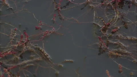 Reflections of trees in water Stock Footage 132294020