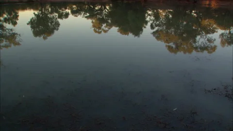 Reflections of trees in water Stock Footage 132294499