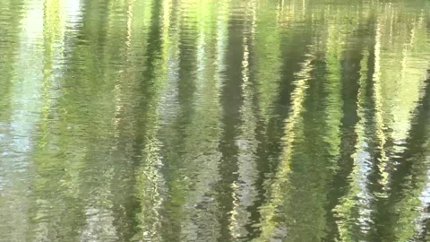 Reflections Of Trees On Water Stock Footage 152038215