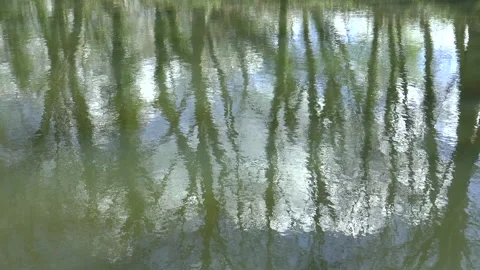 Reflections Of Trees On Water Stock Footage 152527975