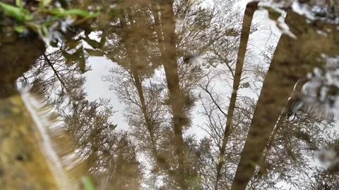 Reflections with trees on water in forest Video stock 157682396