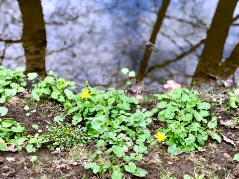 Reflections of trees in water Stock Photos