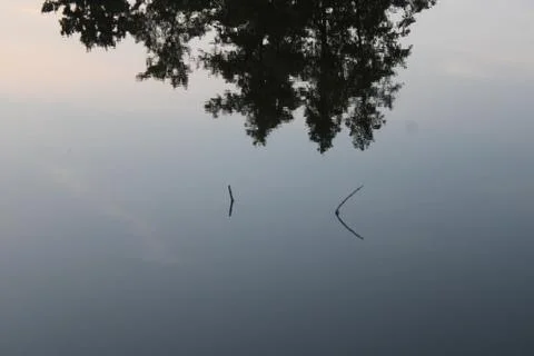 Reflections of trees in the water Stock Photos