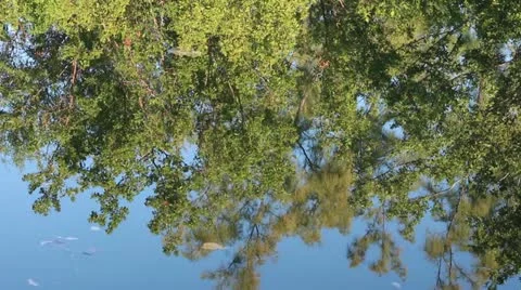 Reflections of trees in the water with ripples Stock Footage 20462826
