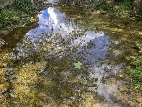 Reflections of the vegetation in the river water Stock Photos