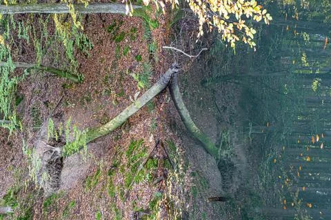 Reflections in the water of a fallen tree inside of the autum forest 库存照片