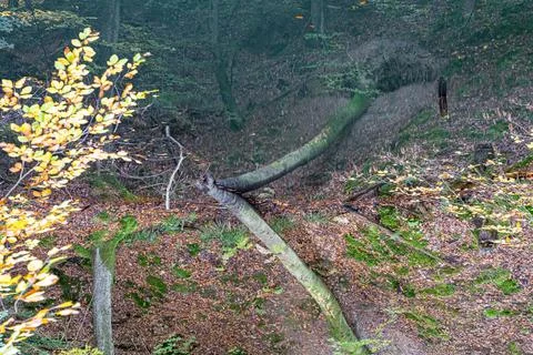 Reflections in the water of a fallen tree inside of the autum forest Foto stock