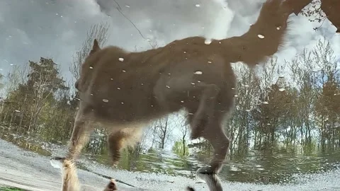 Reflections in the water Stock Footage 239658761