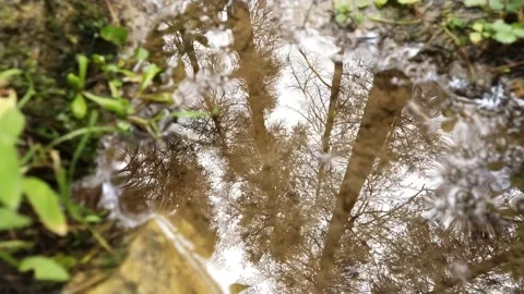 Reflections on water in forest with drop Stock Footage 157682208