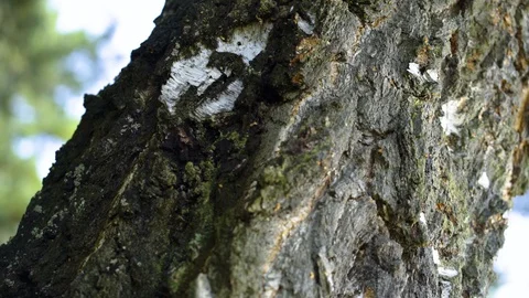 Reflections of water ona trunk of tree - relaxation Video stock 94357796