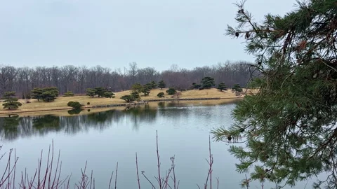 Reflections on water in a park with trees and grass under a cloudy sky in winter Stock Footage 331305683